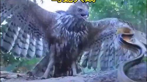 鹰与蛇在线观看,在线观看鹰与蛇的惊险对决 第1张 鹰与蛇在线观看,在线观看鹰与蛇的惊险对决 第1张