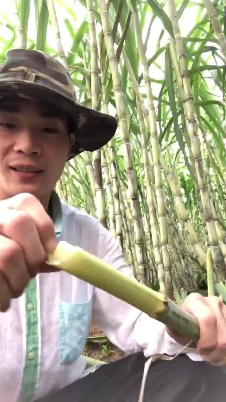 甘蔗爆料原视频,揭秘原视频背后的惊人真相 第3张 甘蔗爆料原视频,揭秘原视频背后的惊人真相 第3张